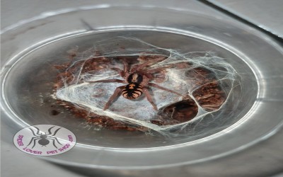 Hapalopus sp. columbien gross 2-3 cm female tarantula